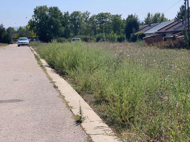 И Нишлије сад мучи амброзија!